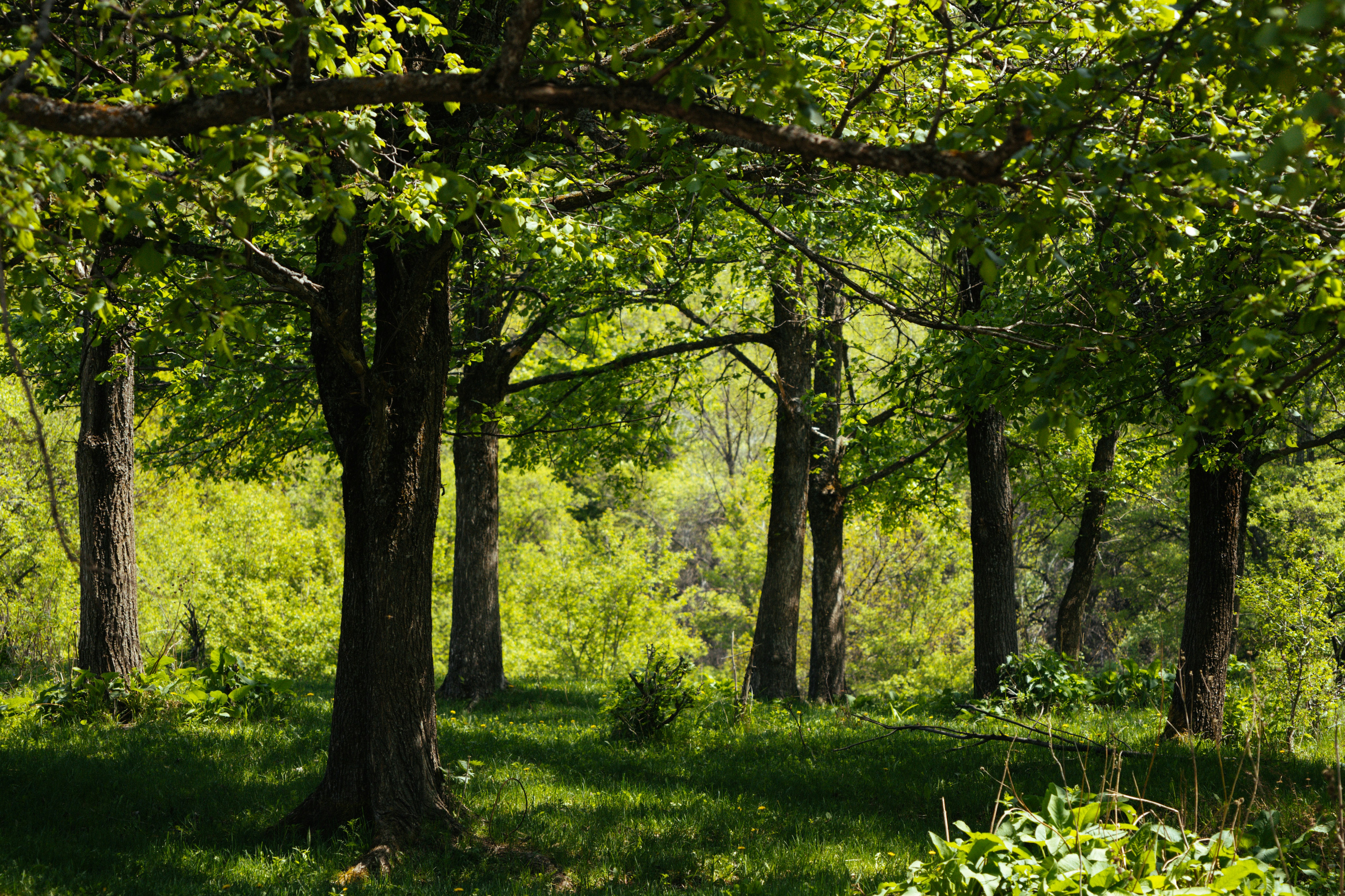 Woodland